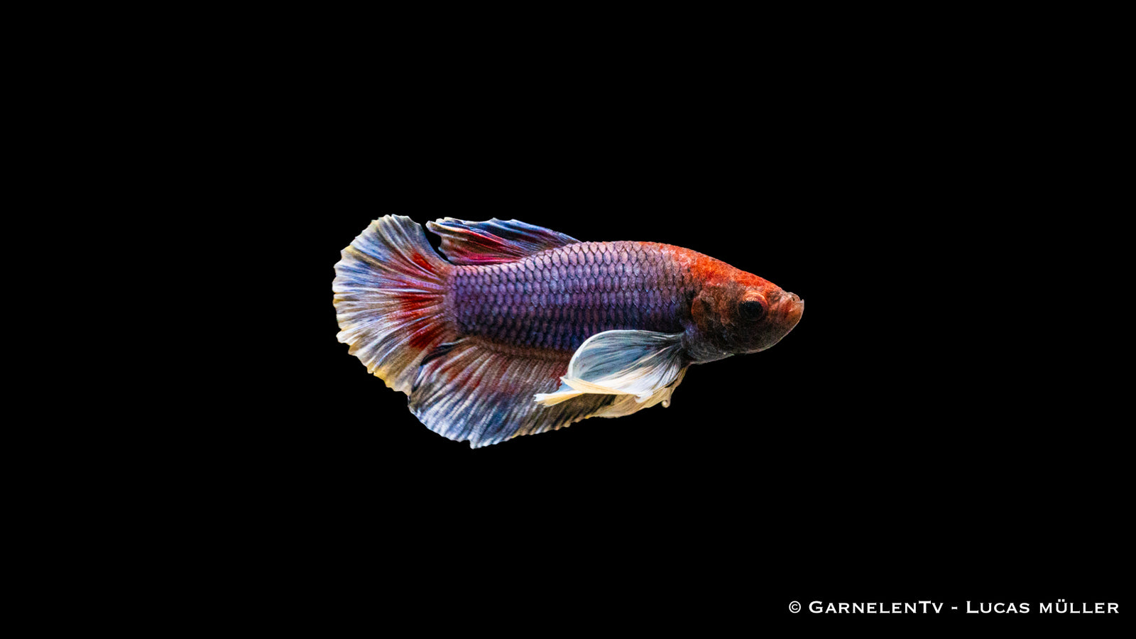 Kampffisch Männlich "Dumbo Ear" Plakat – Betta splendens mit großen Flossen