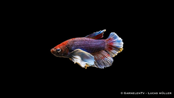 Kampffisch Männlich "Dumbo Ear" Plakat - Betta splendens