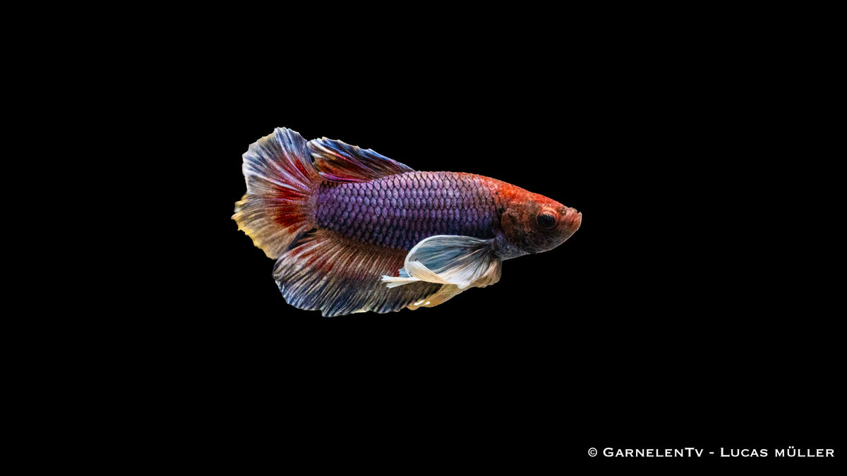 Männlicher Dumbo Ear Plakat Betta splendens im Aquarium