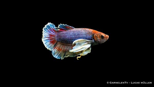 Kampffisch Männlich "Dumbo Ear" Plakat - Betta splendens