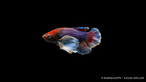 Kampffisch Männlich "Dumbo Ear" Plakat - Betta splendens