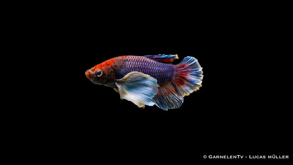 Kampffisch Männlich "Dumbo Ear" Plakat - Betta splendens