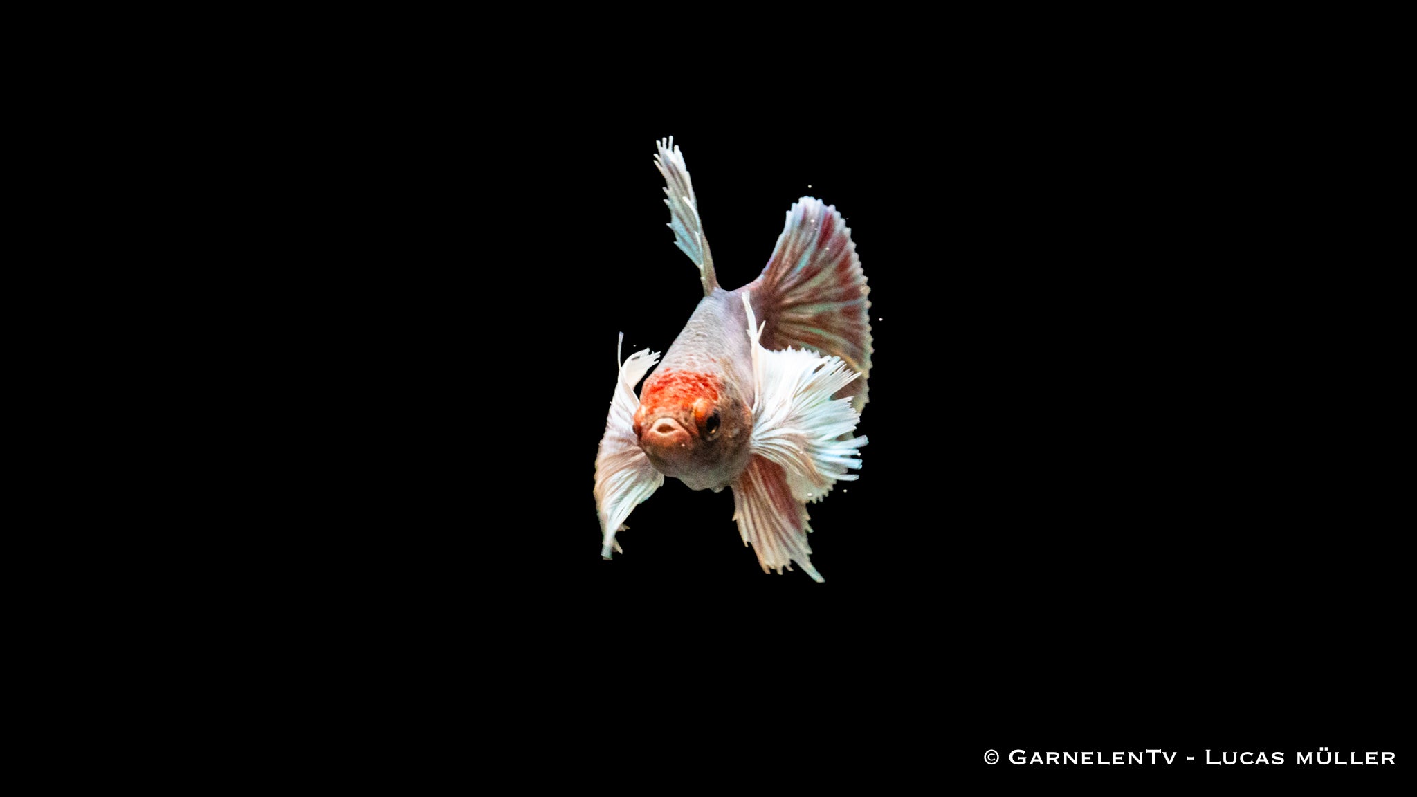 Kampffisch weiblich Dumbo Ear - Betta splendens