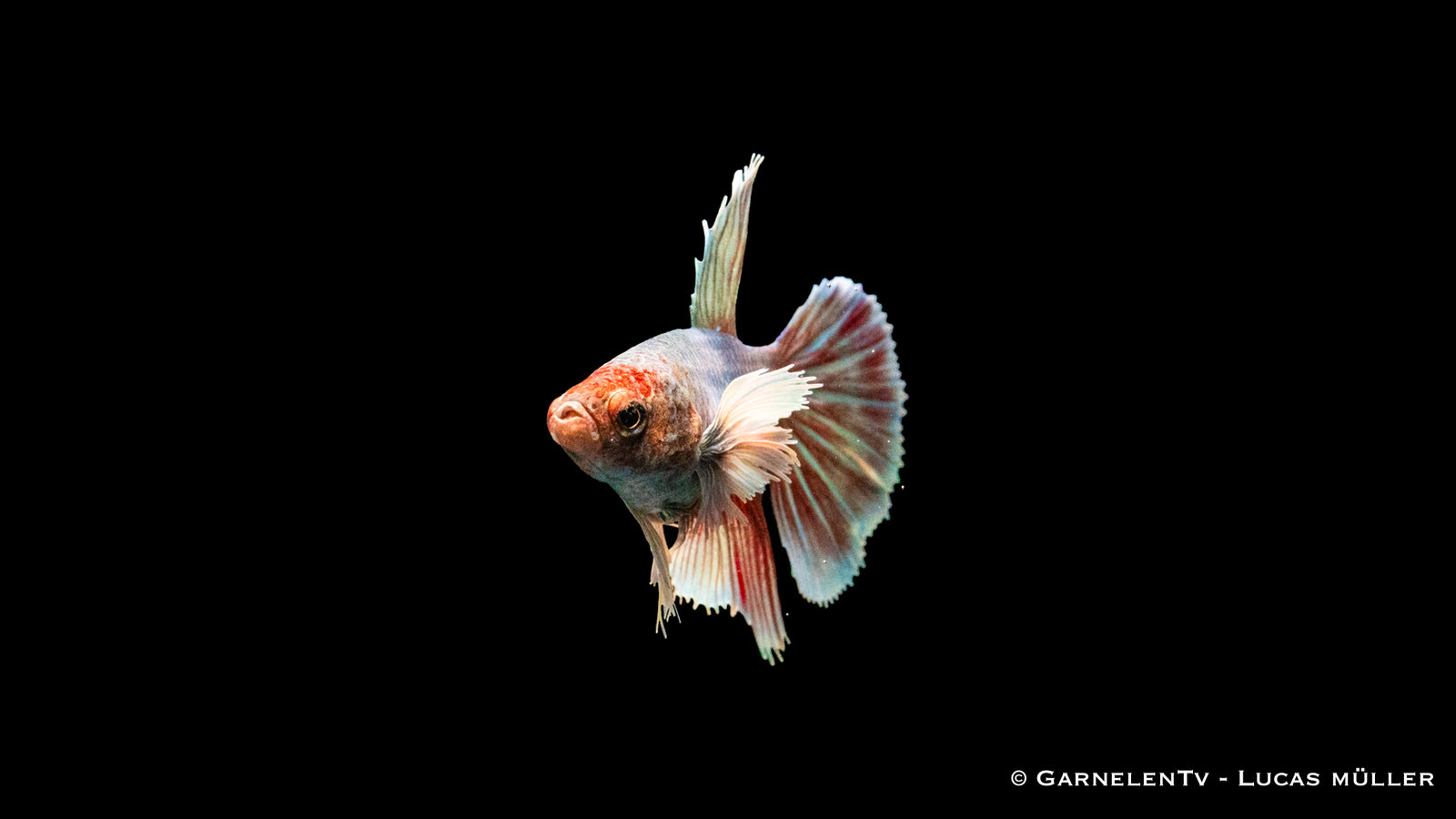 Kampffisch Weiblich Dumbo Ear – Schönheit im Aquarium