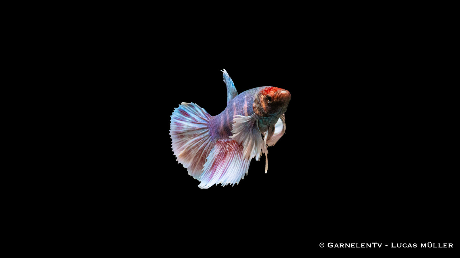 Kampffisch Weiblich Dumbo Ear – Schönheit im Aquarium