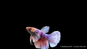 Dumbo Ear Betta Weiblich – friedlich und farbenfroh im Aquarium
