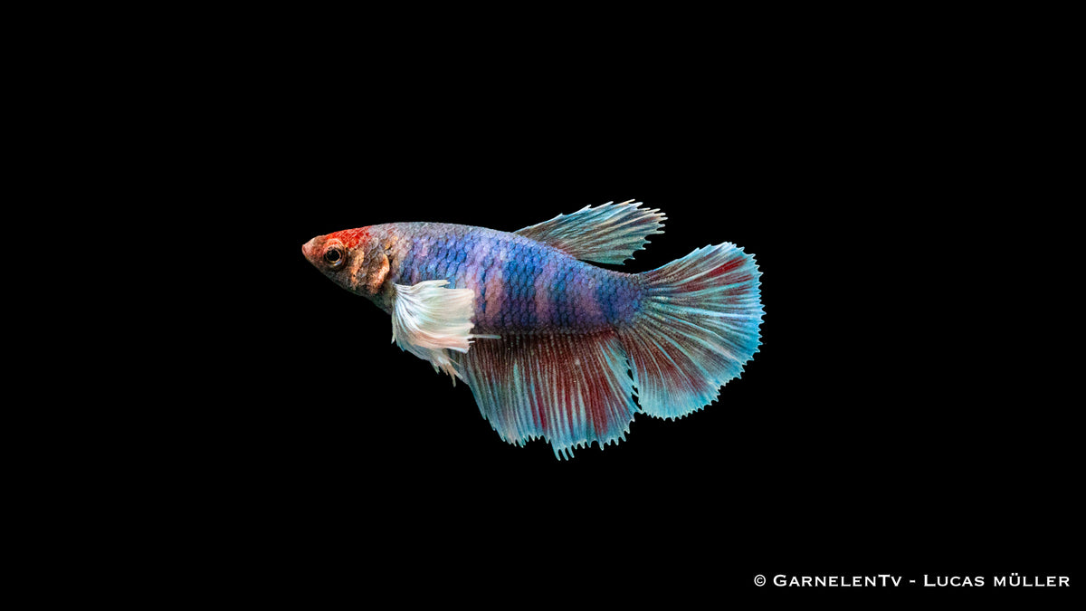 Dumbo Ear Betta Weiblich – friedlich und farbenfroh im Aquarium