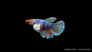 Dumbo Ear Betta Weiblich – friedlich und farbenfroh im Aquarium