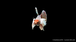 Betta splendens Weiblich Dumbo Ear – einzigartige Fischarten