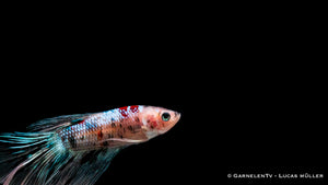 Kampffisch Halbmond Koi – Betta splendens mit lebendigem Koi-Muster
