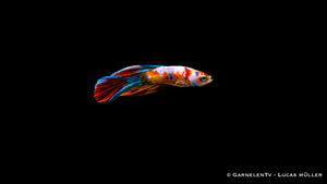 Halbmond Koi Betta splendens – Prachtvolle Farben und Flossen
