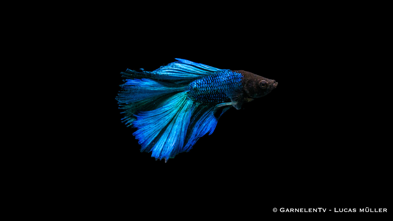 Kampffisch Männlich Halbmond Rosetail – Eleganter Betta splendens