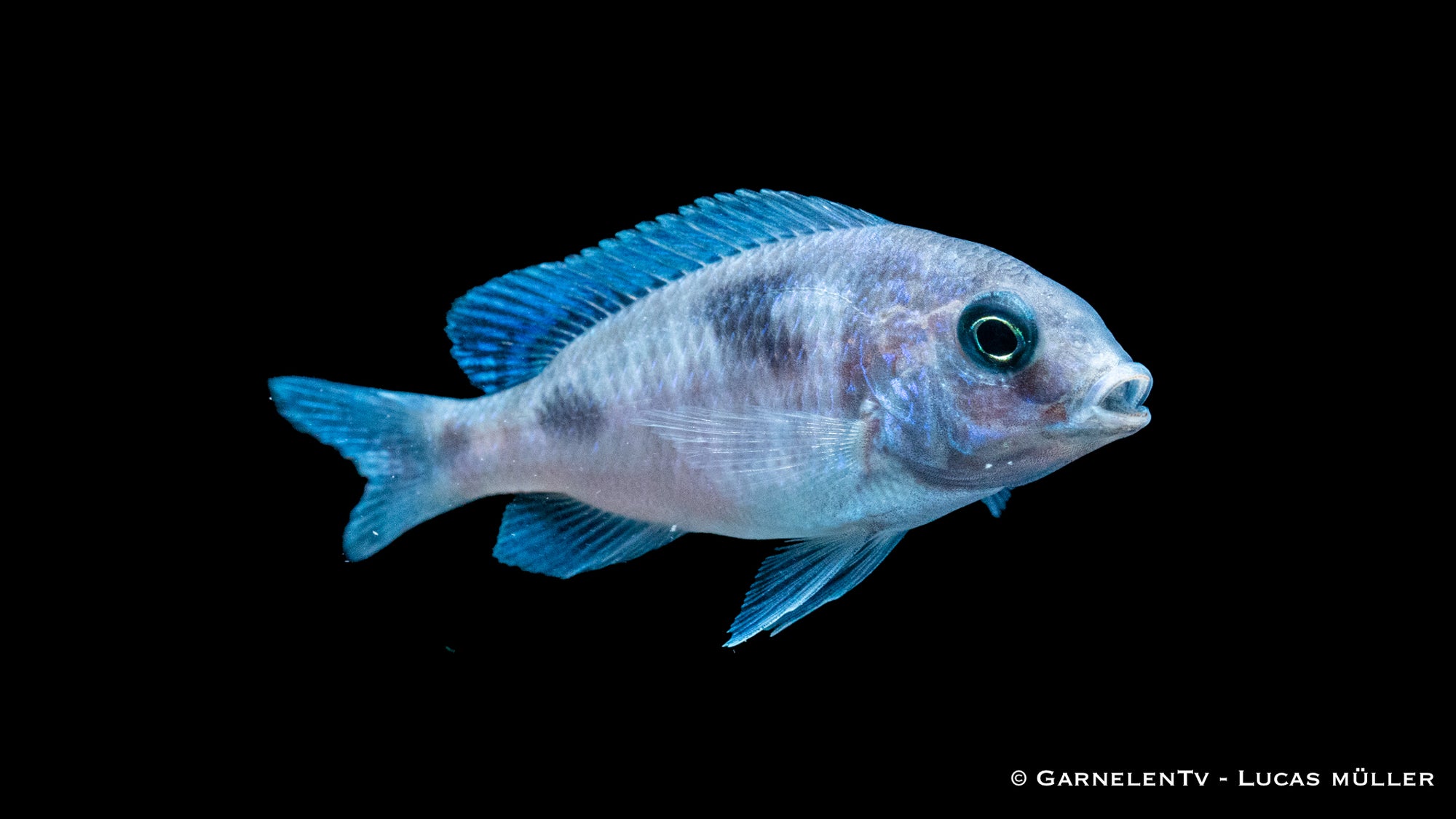 Beulenkopfmaulbrüter Cyrtocara moorii im Aquarium
