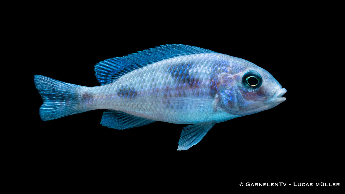 Cyrtocara moorii mit leuchtend blauer Färbung