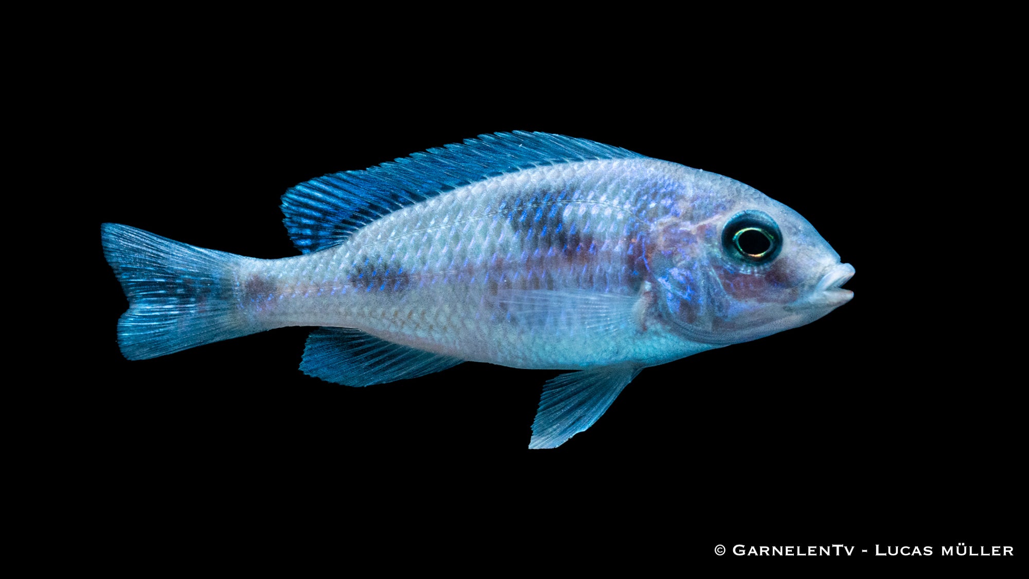Beulenkopfmaulbrüter Cyrtocara moorii im Aquarium