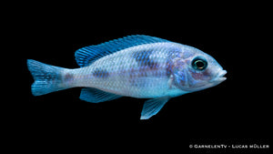 Cyrtocara moorii mit leuchtend blauer Färbung