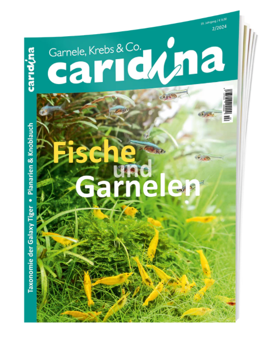 Caridina 2/2024 Zeitschrift – Aquaristik, Garnelen & Fische