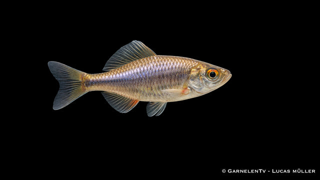 Bitterling Rhodeus amarus kleiner Schwarmfisch für Gartenteich