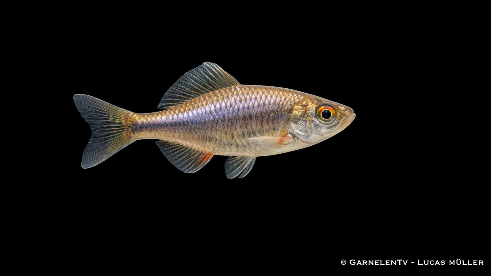 Bitterling Rhodeus amarus kleiner Schwarmfisch für Gartenteich