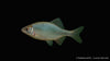 Bitterling -  Rhodeus amarus (6-9 cm)