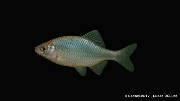 Bitterling -  Rhodeus amarus (6-9 cm)