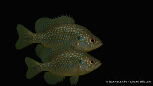 Diamantbarsch - Enneacanthus gloriosus (5-8 cm)