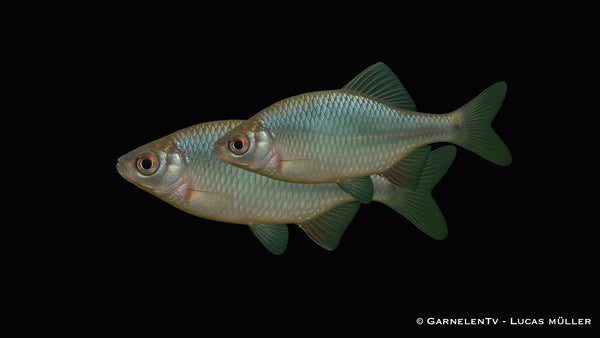 Bitterling -  Rhodeus amarus (6-9 cm)