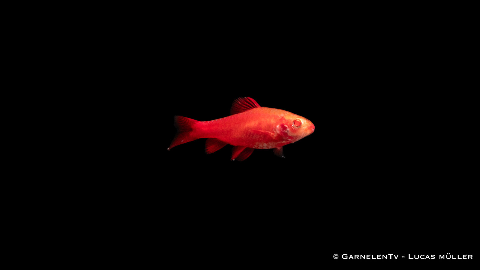 Bitterlingsbarbe Albino Fire Red (Barbus titteya) swimming in aquarium
