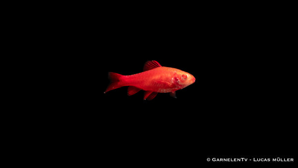 Bitterlingsbarbe Albino Fire Red (Barbus titteya) swimming in aquarium
