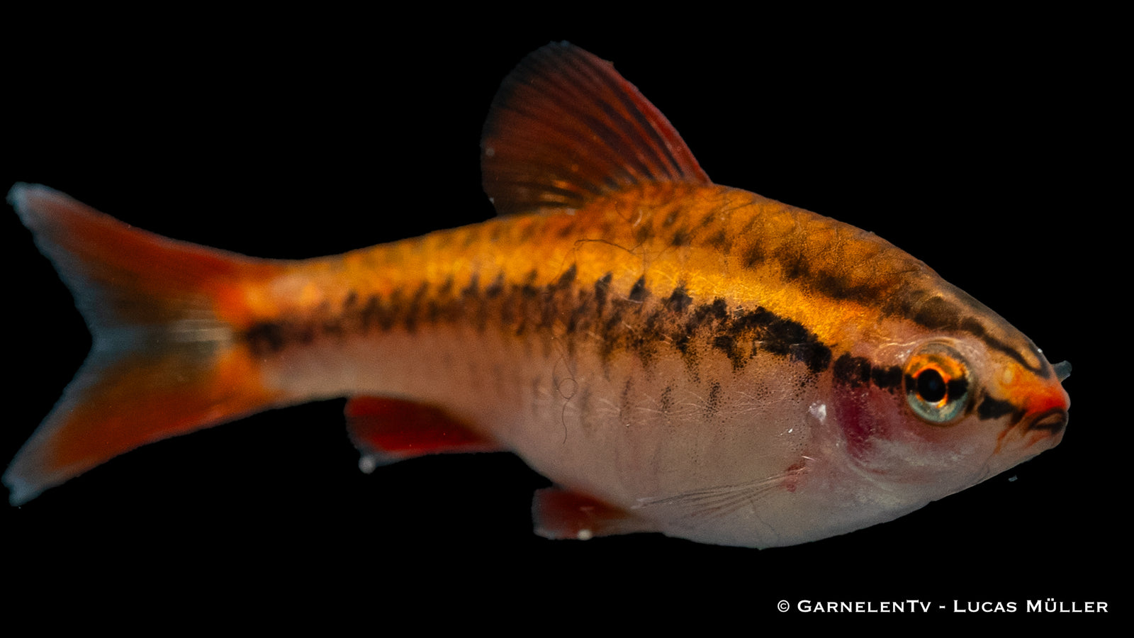 Bitterlingsbarbe (Puntius titteya) im Aquarium