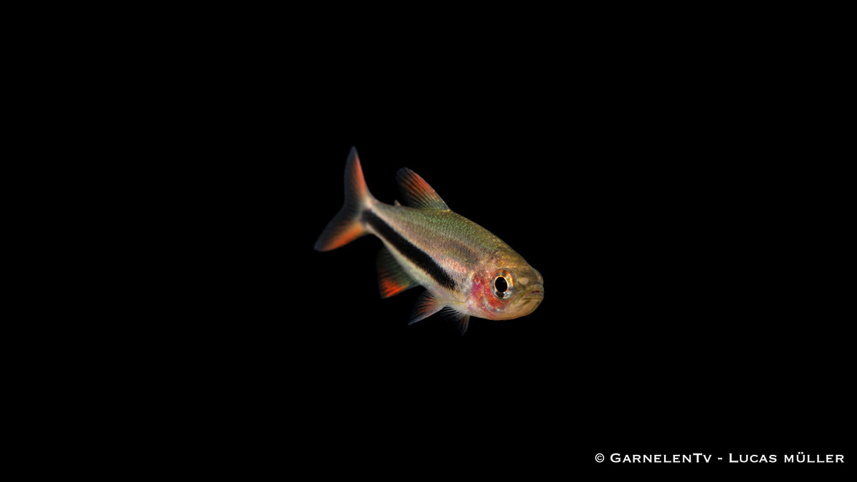 Black Arrow Tetra - Inpaichthys luizae