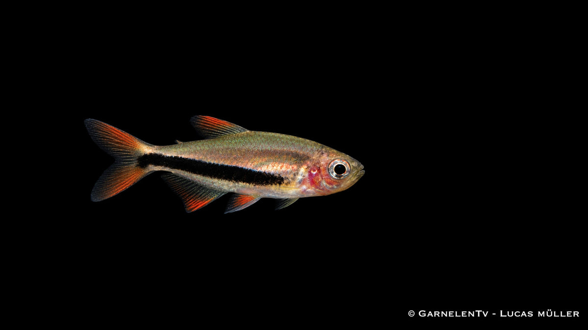 Black Arrow Tetra - Inpaichthys luizae