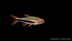 Black Arrow Tetra - Inpaichthys luizae