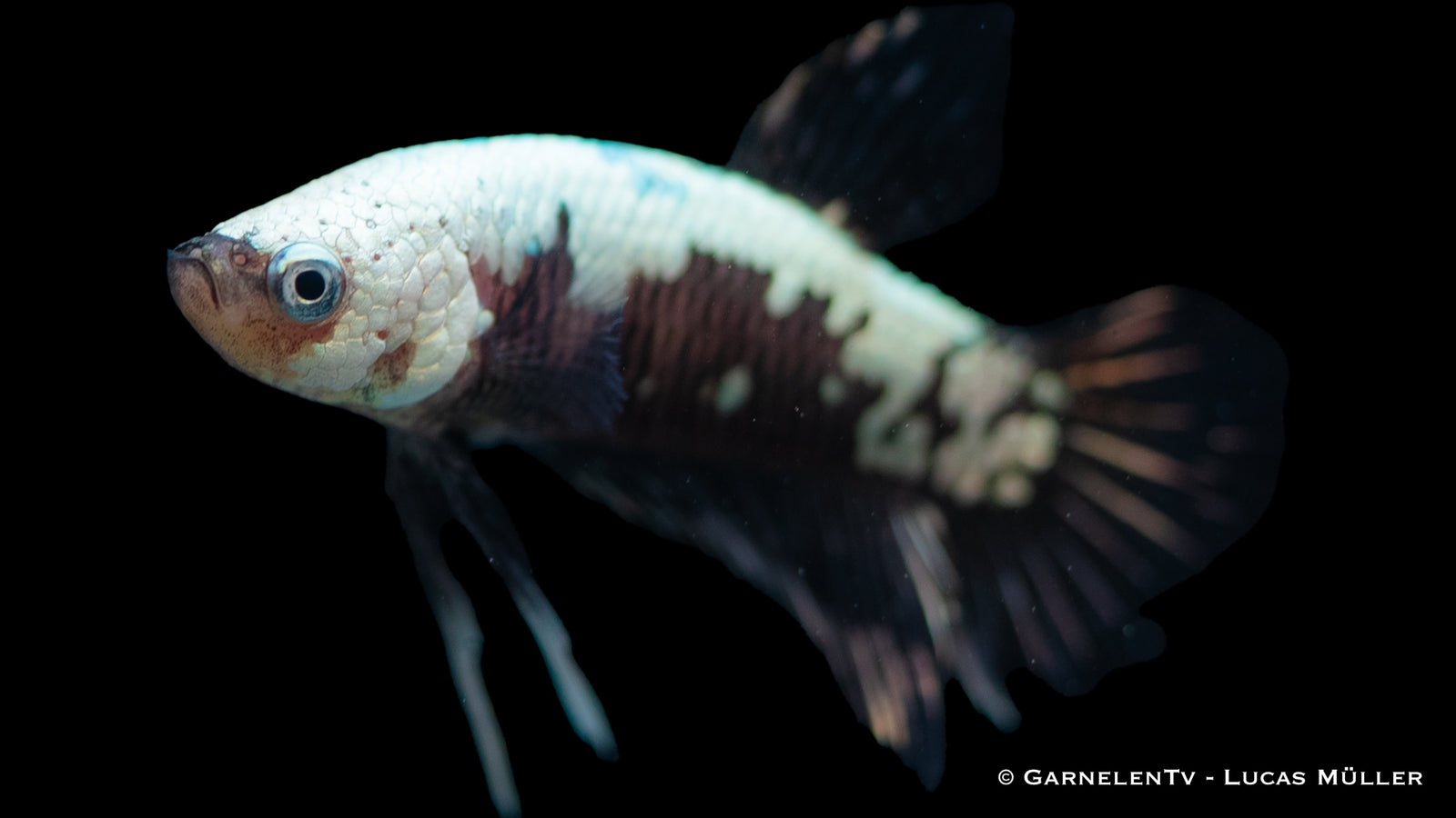 Kampffisch Männlich Black Samurai Plakat – Nahaufnahme