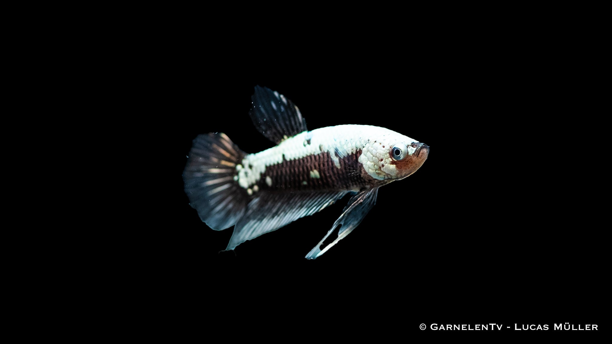 Kampffisch Männlich Black Samurai Plakat - Betta splendens