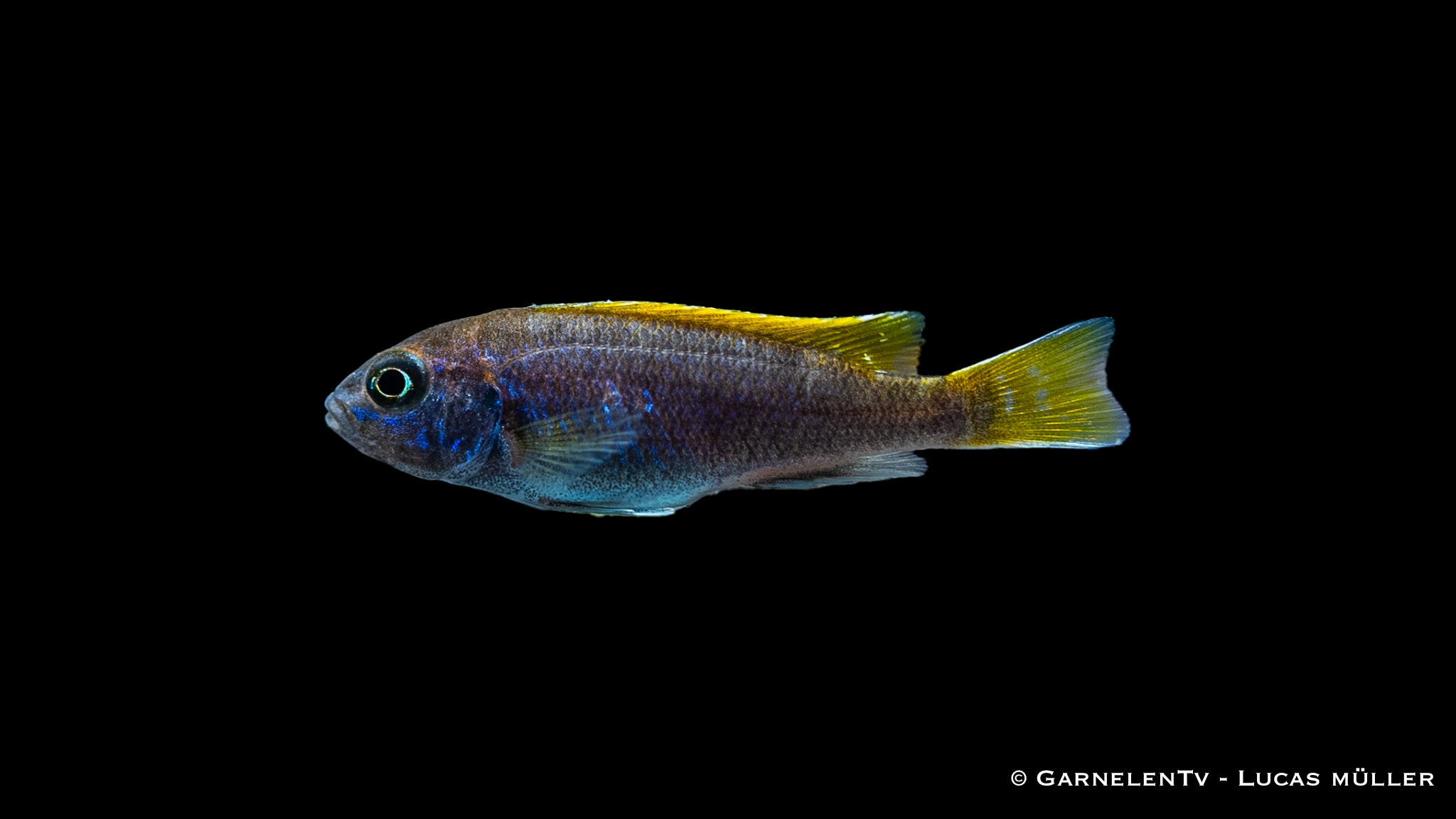 Blauer Gelbflossen-Maulbrüter - Pseudotropheus sp. Acei