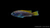 Blauer Gelbflossen-Maulbrüter - Pseudotropheus sp. Acei