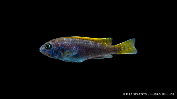 Blauer Gelbflossen-Maulbrüter - Pseudotropheus sp. Acei