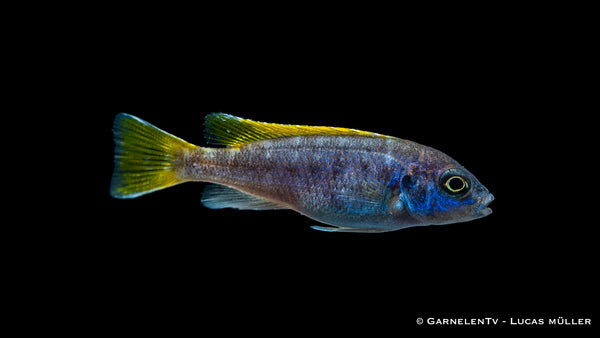 Blauer Gelbflossen-Maulbrüter - Pseudotropheus sp. Acei