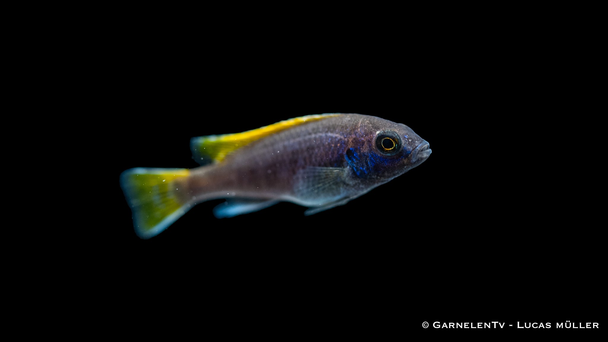 Blauer Gelbflossen-Maulbrüter - Pseudotropheus sp. Acei