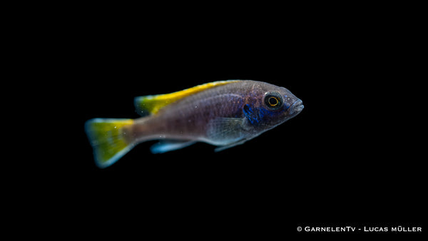 Blauer Gelbflossen-Maulbrüter - Pseudotropheus sp. Acei