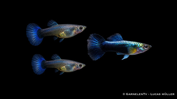 Guppy Neon Blau Trio - 1 Männchen + 2 Weibchen - Poecilia reticulata
