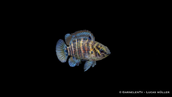 Blaubarsch - Badis Badis - Haltung, Zucht und Wasserwerte für Nanoaquarien