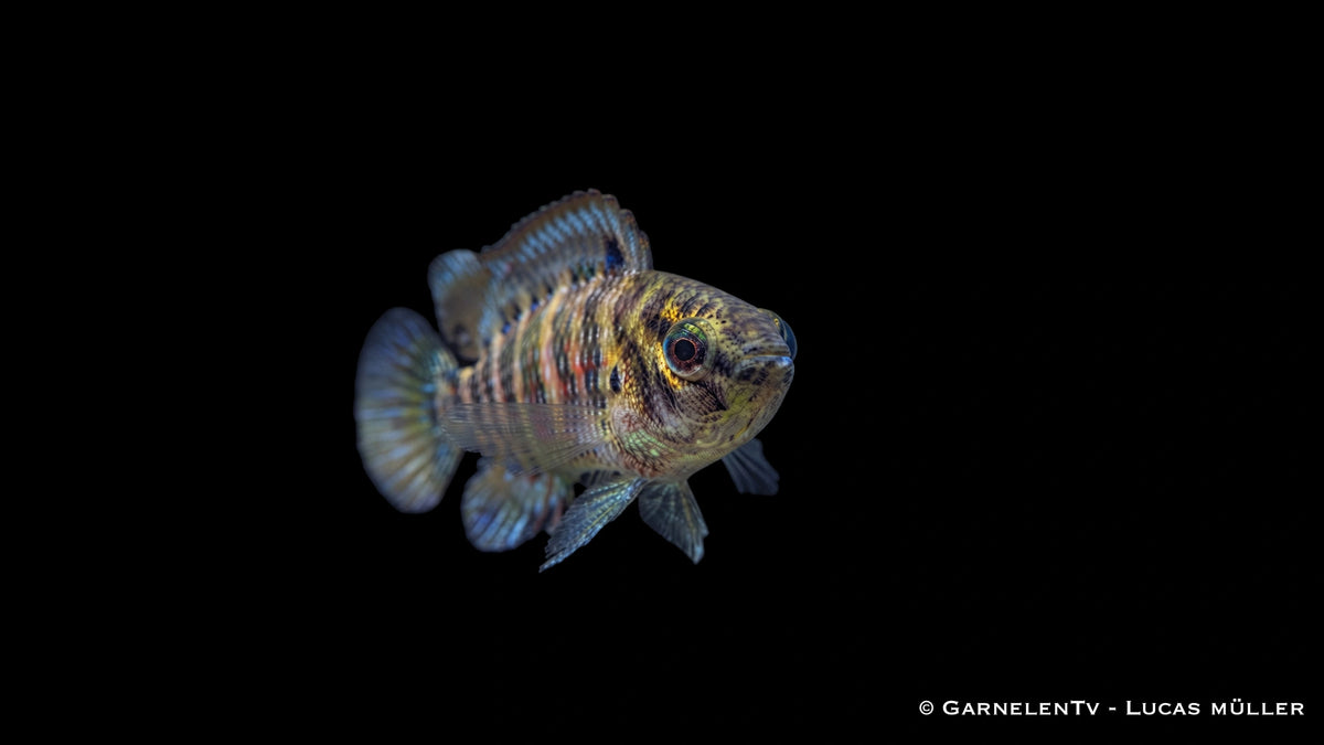 Blaubarsch - Badis Badis - Haltung, Zucht und Wasserwerte für Nanoaquarien