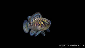 Blaubarsch - Badis Badis - Haltung, Zucht und Wasserwerte für Nanoaquarien