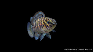 Blaubarsch - Badis Badis - Haltung, Zucht und Wasserwerte für Nanoaquarien