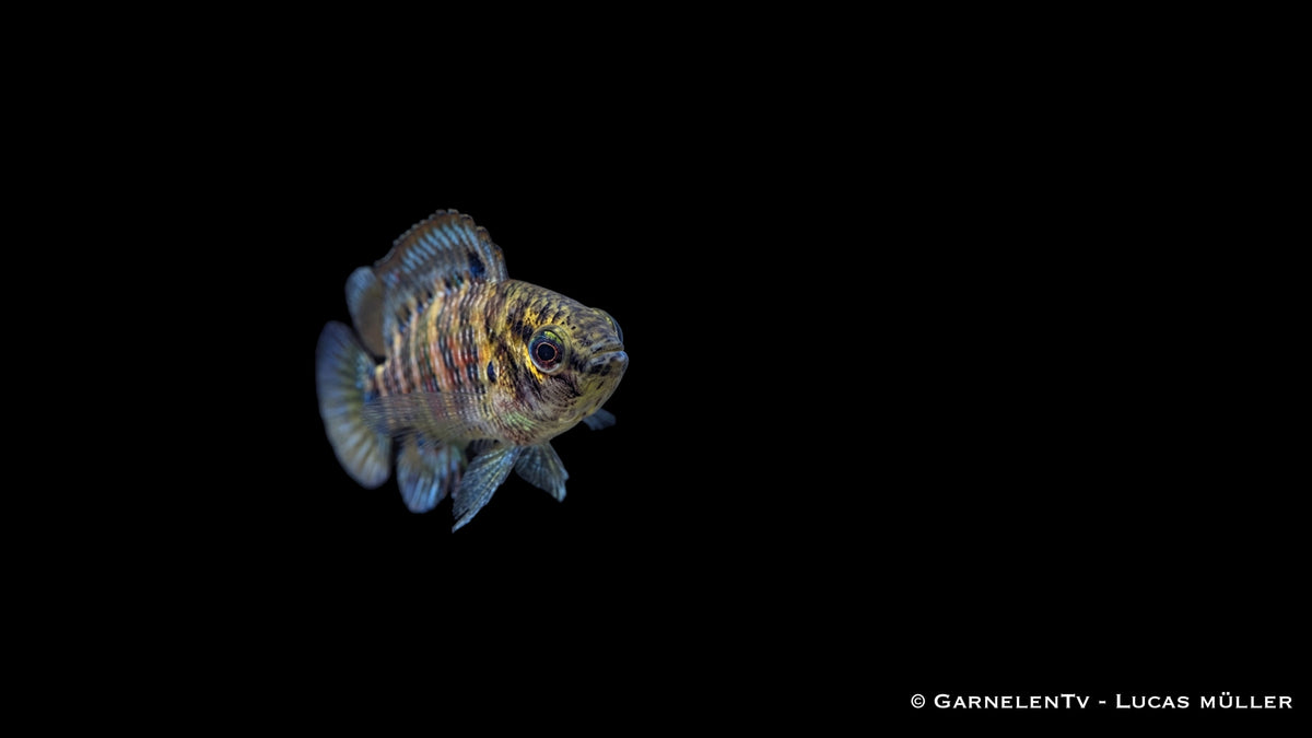 Blaubarsch - Badis Badis - Haltung, Zucht und Wasserwerte für Nanoaquarien