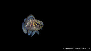 Blaubarsch - Badis Badis - Haltung, Zucht und Wasserwerte für Nanoaquarien