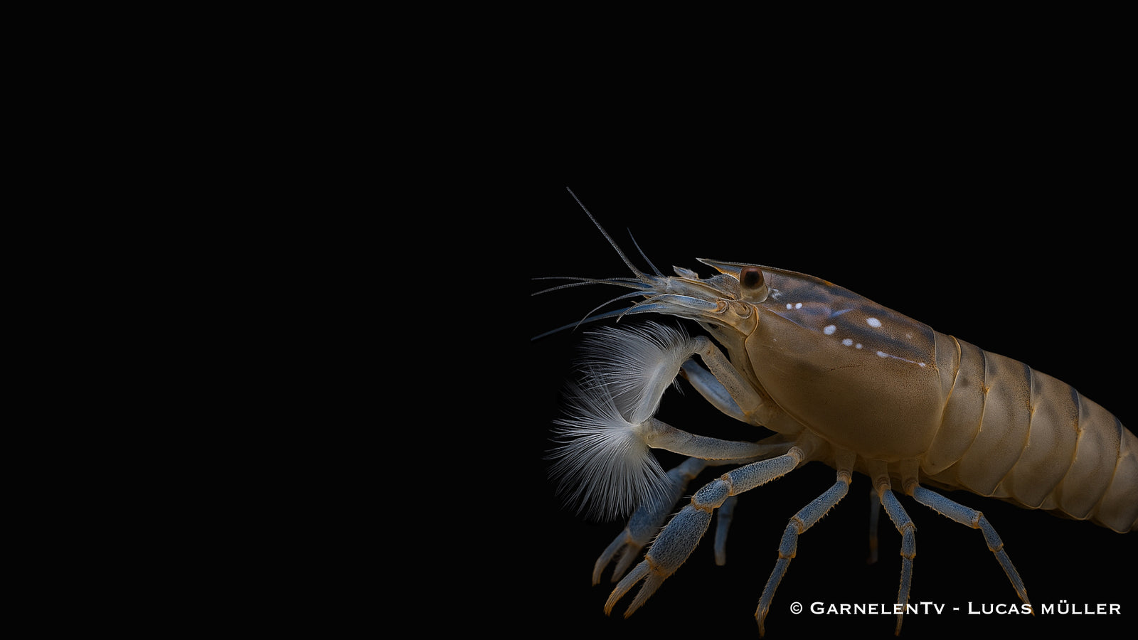 Blaue Gabunfächerhandgarnele – Atya gabonensis im Aquarium