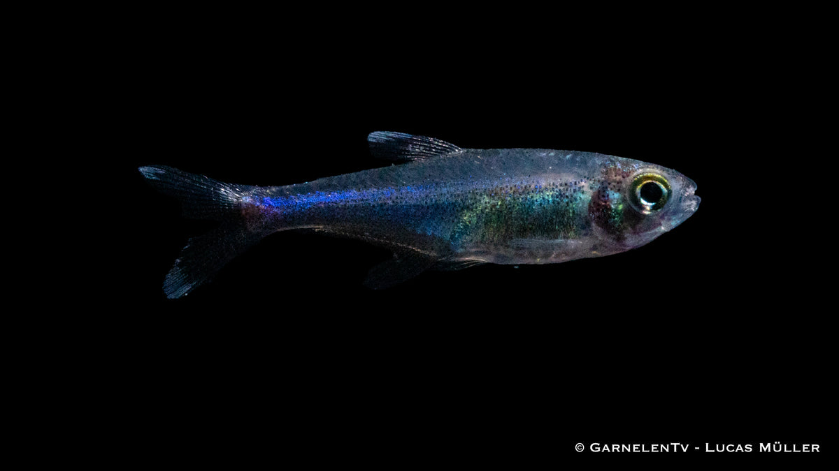 Blaue Perusalmler schwimmen im Aquarium